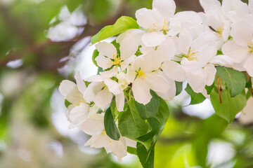 Fototapeta premium White blossoming apple trees. White apple tree flowers