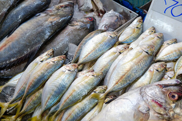 Various sea fish sell on ice in fresh fishery market