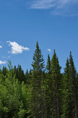 Forest and Blue Sky in Nordegg, Alberta