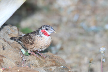Kruger National Park: Birds Cut-throat finch