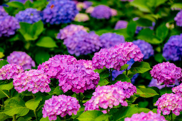 大神のアジサイ