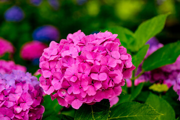 大神のアジサイ