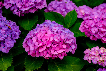 大神のアジサイ