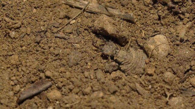 Accelerated shot of an Antlion digging a pit trap to predate on other insect
