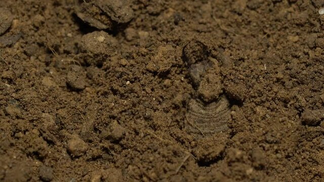 Antlion larva digs a pit trap to ambushes insects and drags them under the sand. Macro static shot