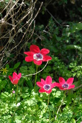 Several red anemones grow in a green meadow