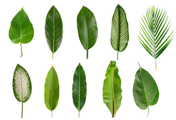 Tropical leaves collection isolated on white