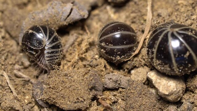 Multiple Pillbug on the soil start to move after the danger is gone, Extreme macro wildlife