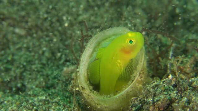 Yellow coral Goby sitting inside tube anemone protecting it's eggs