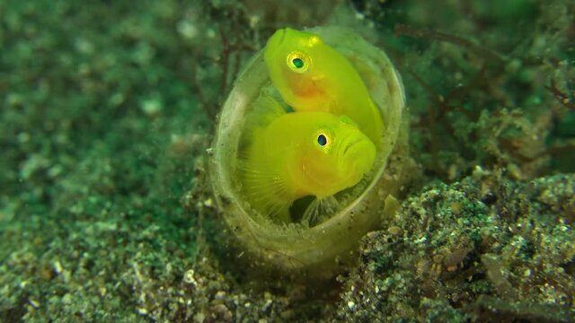 Two yellow clown goby sitting side by side in a tube anemone protecting their eggs