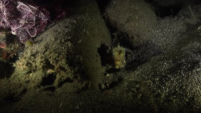 Longhorn Cowfish at night on a sandy reef in Anilao, Philippines