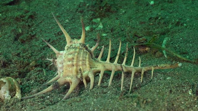 Murex Sea Snail crawling slowly over sandy reef in the Philippines