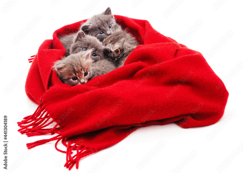 Canvas Prints Gray kitten in a scarf.