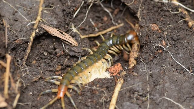 centipede mother and her child in a clay pit.