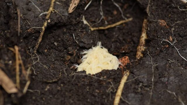 White centipede baby in a hole in ground.