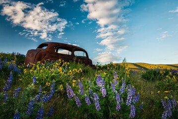 Old rusted car in a field with flowers - Lupine and Balsam Root - and a blue sky with clouds
