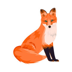 Fototapeta premium A fox is sitting. Detailed animals on a white background.