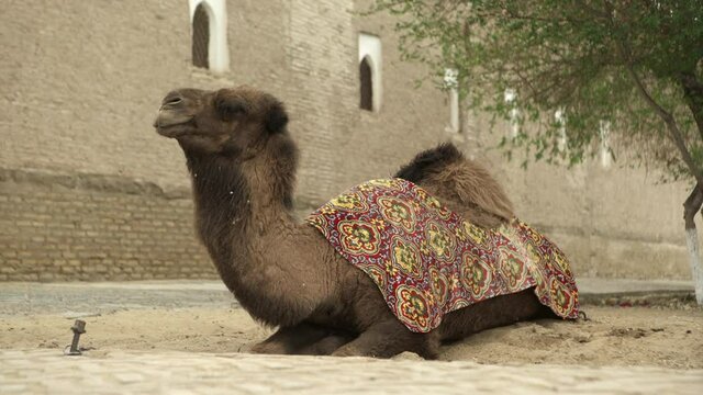 Close-Up Shot Of Camel Sitting On Ground By Wall - Khiva, Uzbekistan
