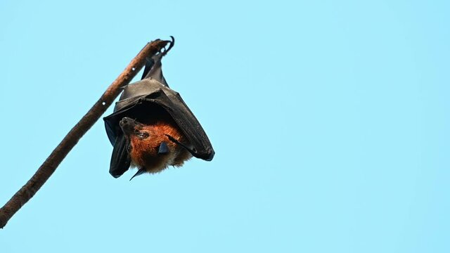 Lyle's Flying Fox, Pteropus lylei, Saraburi, Thailand; hanging upside down while roosting during the day, suddenly turns to the left opening its eyes to look after the broken branch shook.
