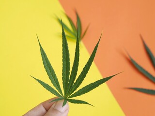 Fototapeta na wymiar marijuana leaf