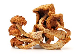 dried mushroom on white background