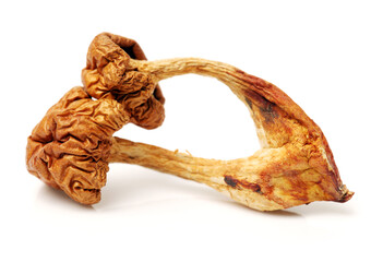 dried mushroom on white background