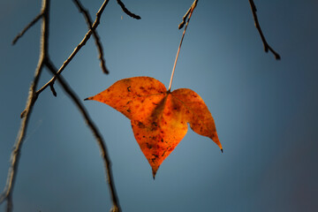 In the coming winter, only the last lone maple leaf is left in the woods, swaying on the treetops.
