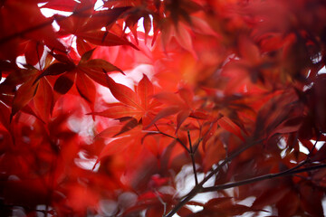 In the dense maple forest, after the sunlight penetrates the red maple leaves, it produces a dense and sparse scene full of beautiful gradients