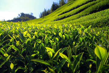 Under the clear sky, a whole hillside field was planted with thick green and lush tea leaves, and every leaf in the sun was stretched out. The freshest tea originally started here.