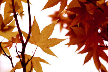The maple leaves in the woods in autumn, the leaves have turned into a beautiful transparent red.