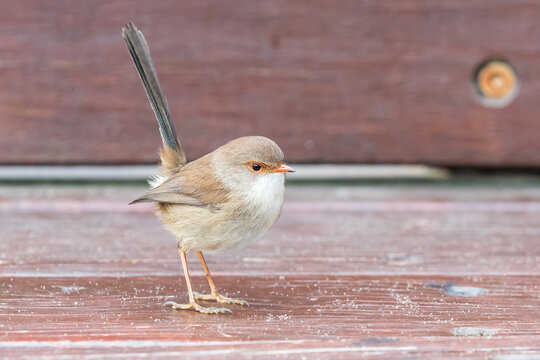 Little Fairy-wren spreading her wings