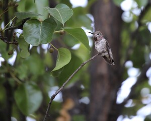 Fototapeta na wymiar A Hummingbird Perched on the Branch of a Bradford Pear Tree
