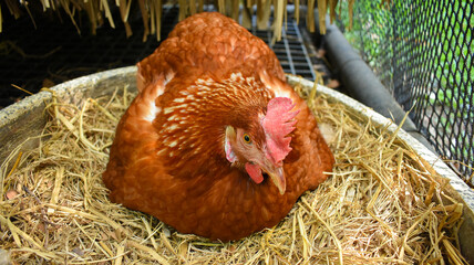Free Range Chickens (Hen laying eggs)