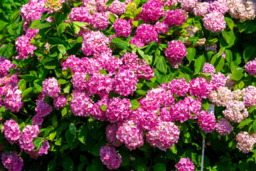 Great  bush of pink flower hydrangea blooming in the garden