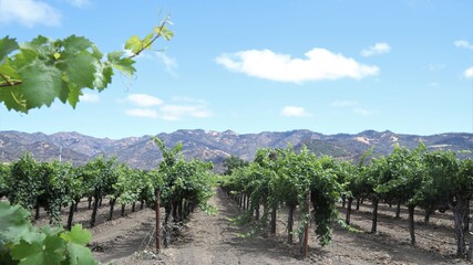 Fototapeta na wymiar A Vineyard in Napa Valley, California