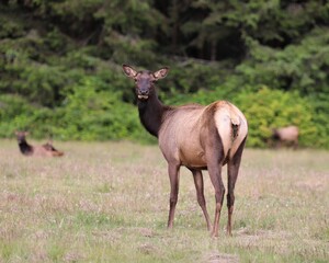 Naklejka na ściany i meble Elk in a Field in Northern California