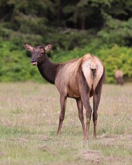 Naklejka na ściany i meble Elk in a Field in Northern California