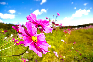 爽やかな青空とコスモスの花