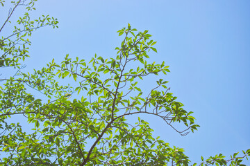 晴天と緑の樹木