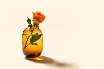 Rose in color glass vase on beige background with hard long shadow front view with copy space,...