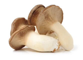 King oyster mushroom Pleurotus eryngii on white background 