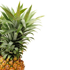 Pineapple on white background 
