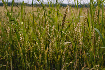 Fototapeta premium Ears of young green wheat in a field close-up. Ripening of wheat ears on a sunny day. A green wheat field.