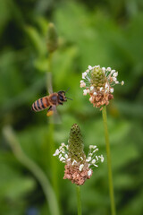 The bee is hanging, collecting pollen. The bee is covered with yellow pollen. A bee collects pollen from a plantain flower. A bee flying over a flower on a green blurry background. Vertical image.