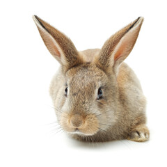 rabbit isolated on white