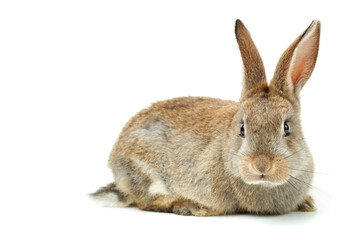 rabbit isolated on white
