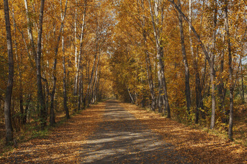 Fototapeta na wymiar Beautiful autumn landscape with an alley and birches. Walk through the forest on a sunny autumn day. The nature of Russia.