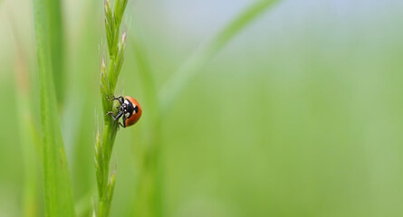 ladybug on a green blade of grass close-up horizontal image with a blurred background and free space for text