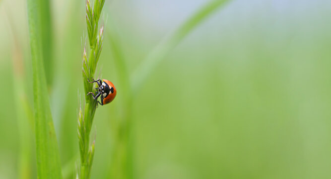 ladybug on a green blade of grass close-up horizontal image with a blurred background and free space for text
