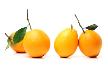 Orange fruit on the white background